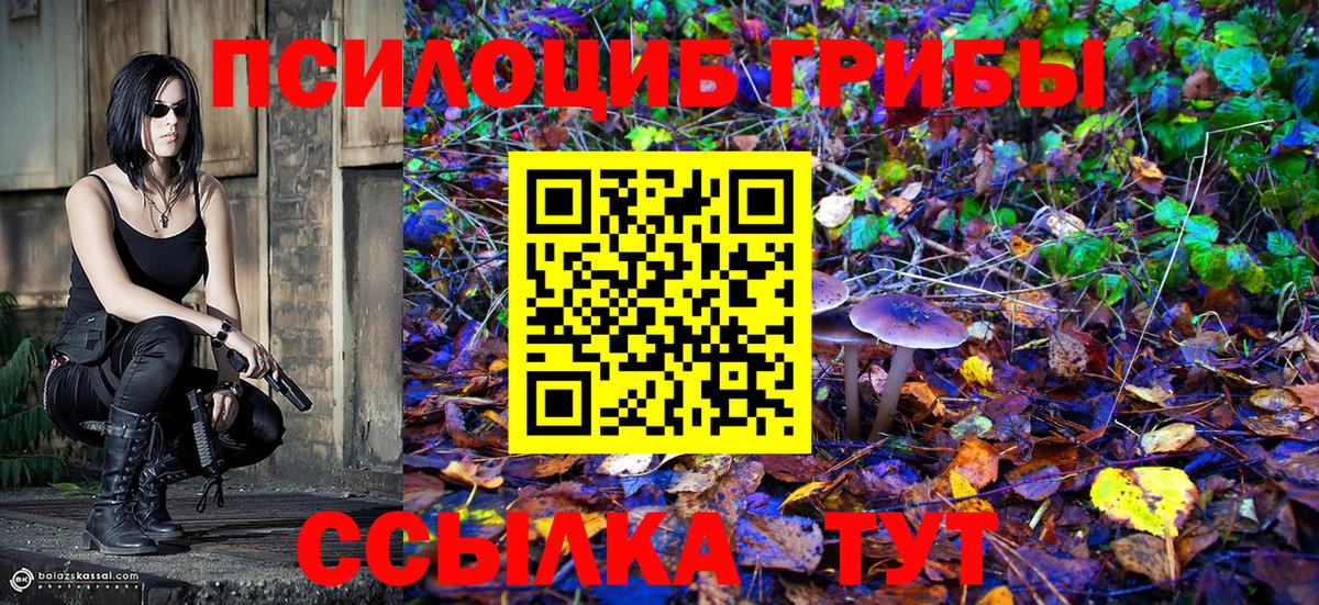 Псилоцибиновые грибы Psilocybe Черногорск